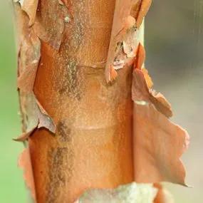 Paper Bark Maple (Acer griseum) Img 2